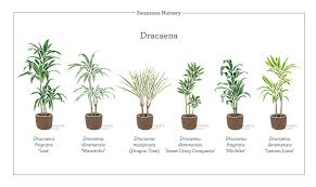 Image result for Dracaena fragrans