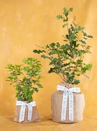 Image result for oak sapling