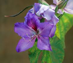 Image result for Bauhinia variegata