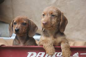 As puppies, doxies are eager for affection. Home Louie S Miniature Dachshunds