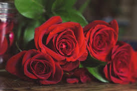Once planted, a good idea is to give your rose a generous layer of mulch. Best Climbing Plants For Garden Arches Tony Ward Furniture