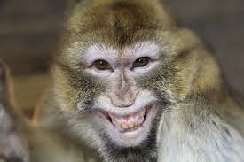 images?q=tbn:ANd9GcRS9j3raFZiAaYjiOL3RYj