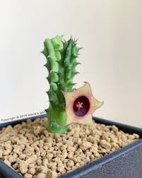 Image result for Huernia erectiloba