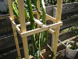 Dragon Fruit Tree Trellis Interesting Dragon Fruit Plant Dragon Fruit Tree Dragon Fruit Garden