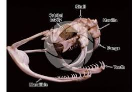 Bitis gabonica. Gaboon viper. Skull. Lateral view - Bitis gabonica (Gaboon  viper) - Reptiles - Skeletal system - Other systems - Comparative anatomy  of Vertebrates - Animal histology - Photos