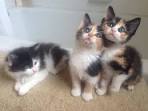 Japanese Bobtail Kittens and Cats - Available Now From ...