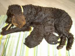 Image result for americký vodní španěl