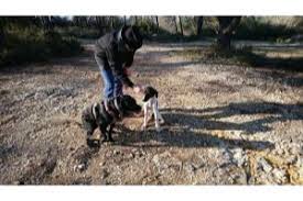 Maybe you would like to learn more about one of these? Refuge Animaux Et Spa A Peyrolles En Provence 13860 Chien Chat