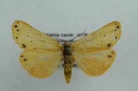 Image result for Setina roscida