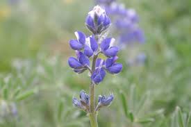 Image result for Lupinus mexicanus