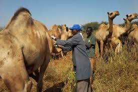 Drinking camel urine may give you mers, is the advice from the world health organisation. Ugandans Are Drinking Camel Urine To Cure Hiv And Aids The Voice Online