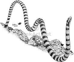 Nevertheless, if you're looking for some snake coloring pages for your preschool kid, you can use the ones i posted right below this post. Black Banded Sea Krait Laticauda Semifasciata Line Art And Full Sea Tattoo Sleeve Sea Krait Coral Tattoo