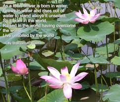 Check spelling or type a new query. Unique Buddha And Lotus Flower Images Top Collection Of Different Types Of Flowers In The Images Hd