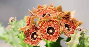 How to grow a lifesaver cactus. Lifesaver Plant Care How To Cultivate The Smelly Huernia Cactus