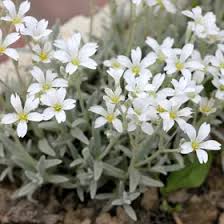 Image result for Cerastium
