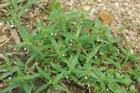 Image result for Oldenlandia capensis