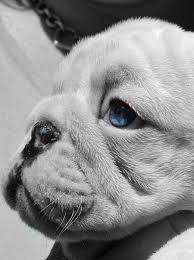 French Bulldog Black And Blue Eyes Pin By Lori On Bulldogs Pets Bulldog French Bulldog Puppies Funny Animals