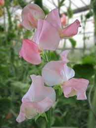 Image result for Lathyrus
