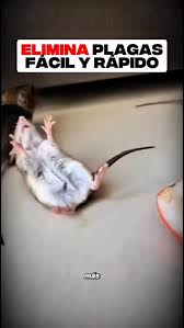 Truco casero para eliminar las ratas de tu casa!