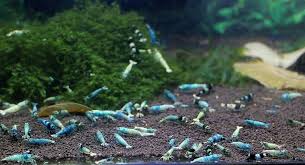 Pin By Andre On Garnelen Fish Tank Plants Freshwater Aquarium Shrimp Aquarium Fish