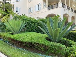 Image result for Diplazium cyamudongoense