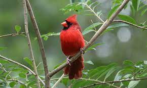 The cardinal bird also takes its name from the cardinal bishops. 15 Cardinal Bird Facts You Didn T Know 2021 World Birds