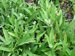 Image result for Murdannia stricta