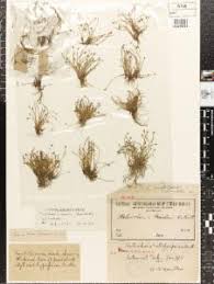 Image result for Eleocharis minuta
