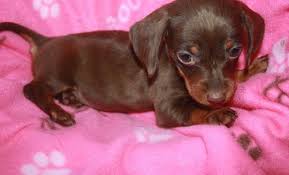 Marianne carey on free basset hound. Miniature Dachshund Puppy For Sale Adoption Rescue For Sale In Marshfield Missouri Classified Americanlisted Com