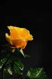 Rose yellow beautiful pictures of flowers free download. 350 Yellow Rose Pictures Hd Download Free Images On Unsplash