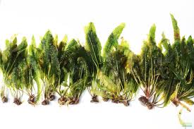 Image result for Aponogeton rehmannii