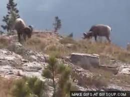Share the best gifs now >>> Why Did The Ram Jump Off The Cliff Album On Imgur