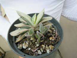 Image result for Geigeria brevifolia