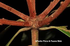 Image result for Actinodaphne