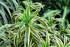Image result for Dracaena fragrans