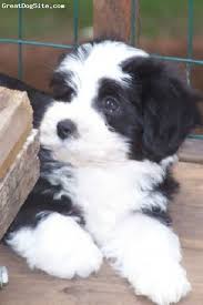 Black And White Havanese Puppy Names A Photo Of A 9 Weeks Old Black And White Havanese Adorable Hand Raised Pups Havanese Puppies Havanese Puppy Time
