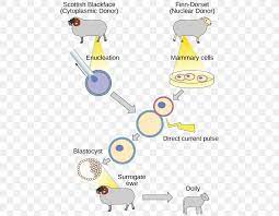 A genetically modified organism (gmo) is any organism whose genetic material has been altered using genetic engineering techniques. Cloning And Genetic Engineering Dolly Finnish Dorset Sheep Human Cloning Png 469x636px Dolly Animal Area Biology