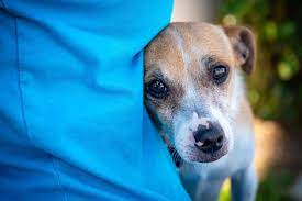 What To Do About A Fearful Dog Cesar S Way