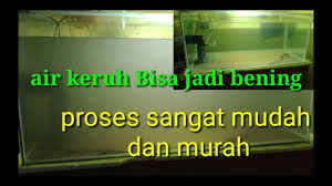 Cara Menjernihkan Air Aquarium Yang Keruh Youtube