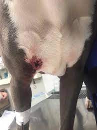 How To Treat Dog Wounds Whole Dog Journal