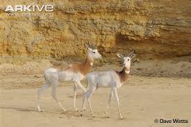 Résultat de recherche d'images pour "dama gazelles"