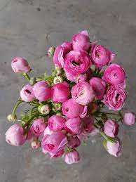 Is It Still Ranunculus Season Www Jademcintoshflowers Com Au Ranunculus Floral Wreath Flowers