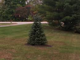 I need something for petal. Baby Blue Spruce Dying Page 2 Do It Yourself Surftalk