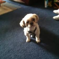 She also is very restless. Dog Constantly Licking Lips Thriftyfun
