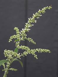 Image result for Buddleja asiatica