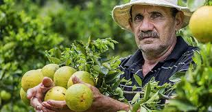 Coffee Has Competition in Guanacaste Farms: Oranges