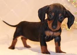 Puppyfind.com has been visited by 10k+ users in the past month Dachshund Puppies For Sale Rochester Ny 151898