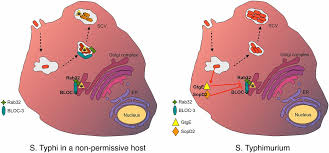 Salmonella infection (salmonellosis) is a common bacterial disease that affects the intestinal tract. Typhoid Toxin Provides A Window Into Typhoid Fever And The Biology Of Salmonella Typhi Pnas