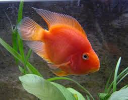 Pin By Sherri Crisp On Book Freshwater Aquarium Fish Betta Aquarium Parrot Fish