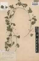 Image result for Sida veronicifolia